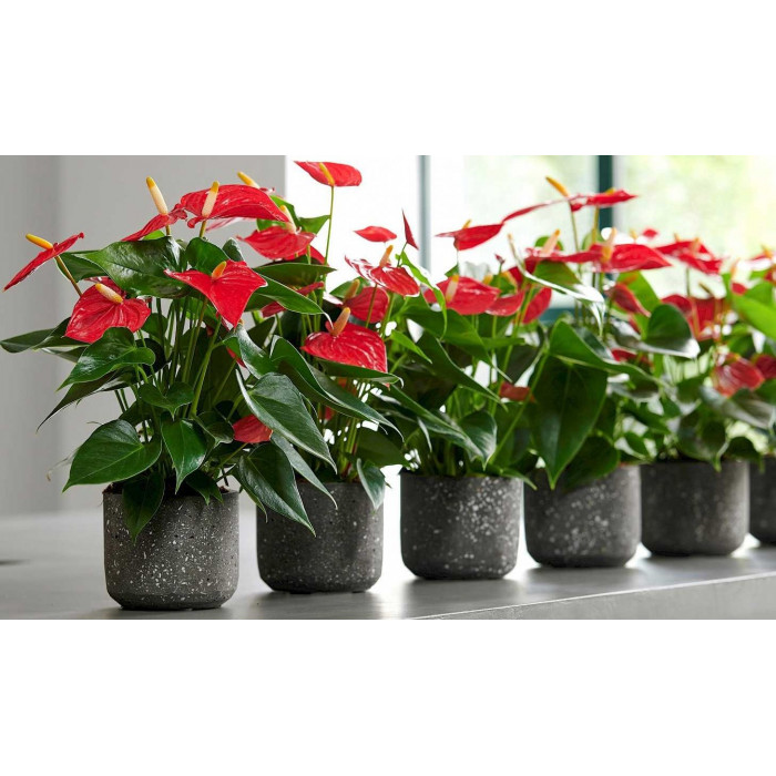 Антуриумы в Житакаре