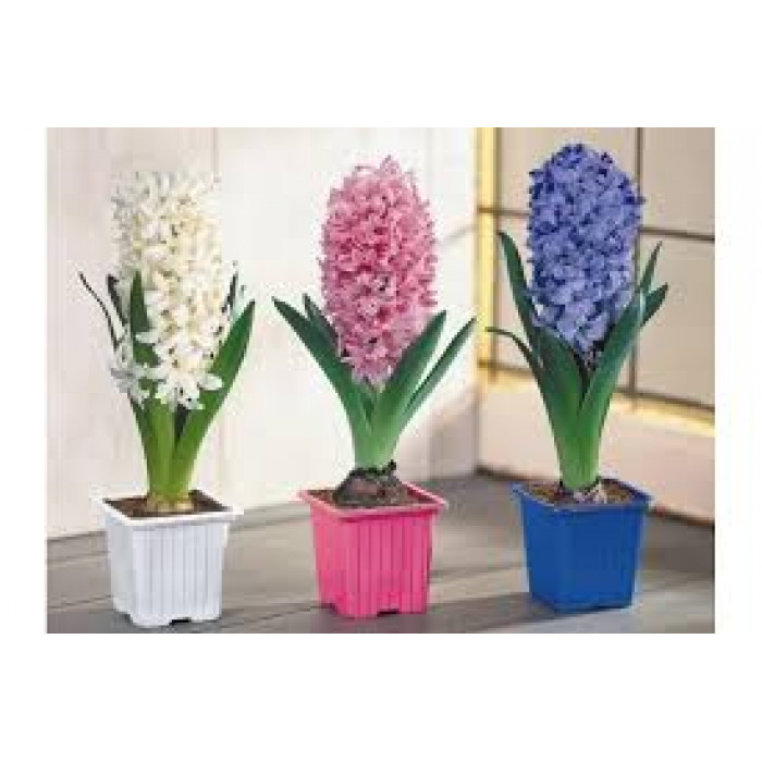 Гиацинты в Житакаре