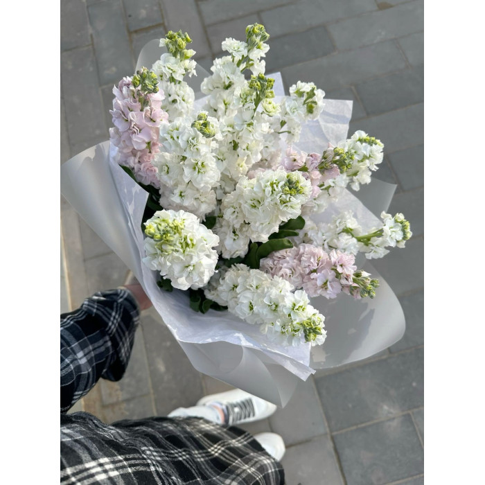 Маттиола в Житакаре