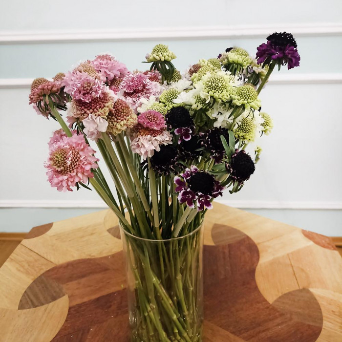 Скобиоза в Житакаре