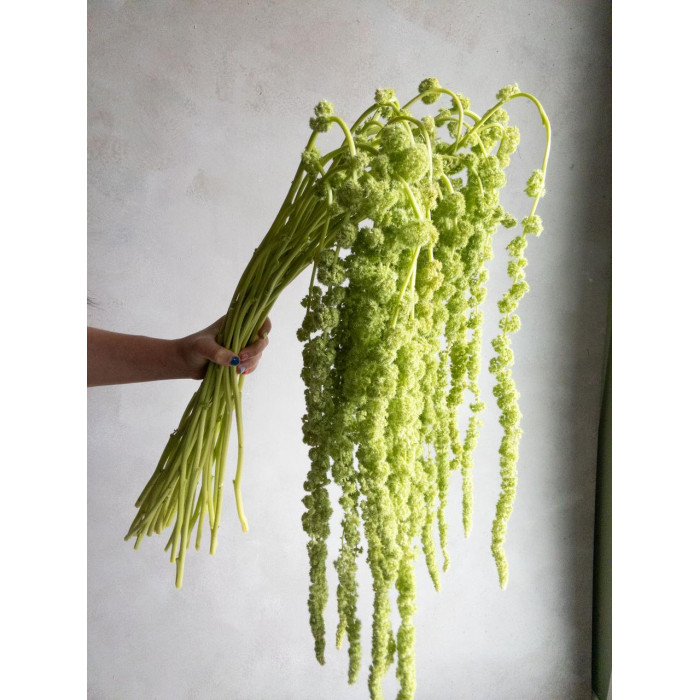 Амарантус в Житакаре