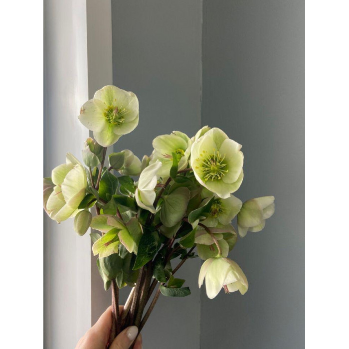 Хелеборус в Житакаре