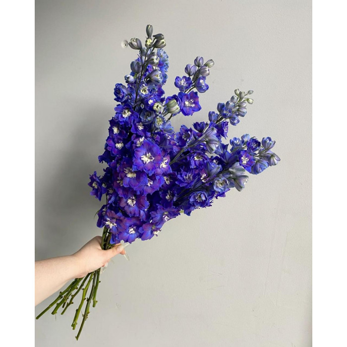 Делфиниум в Житакаре