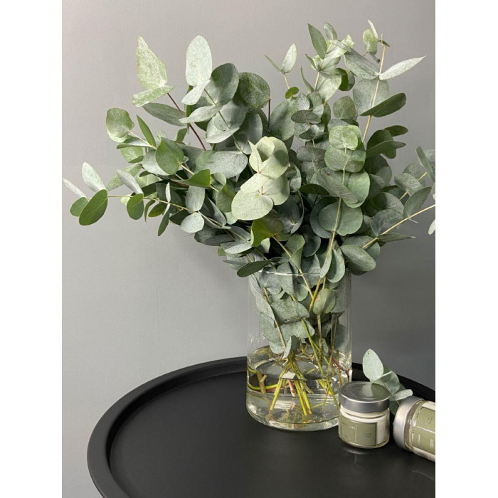 Эвкалипт в Житакаре