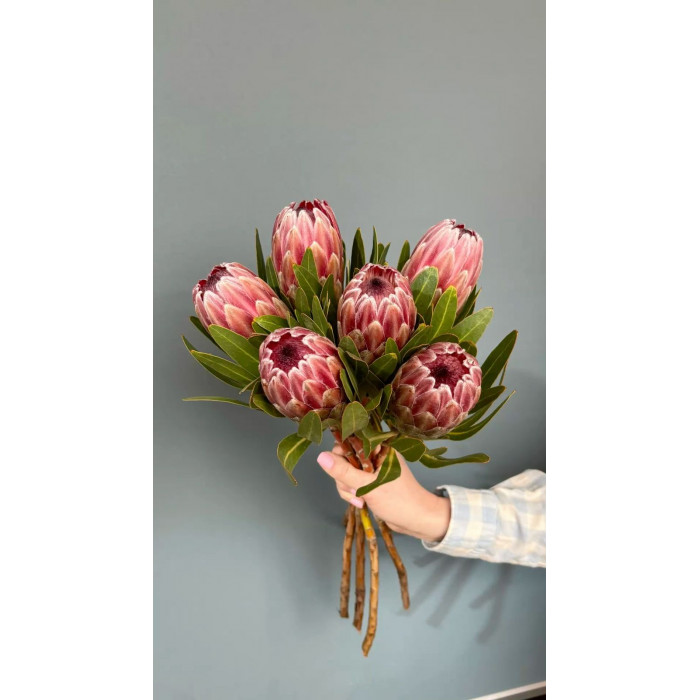 Протея в Житакаре