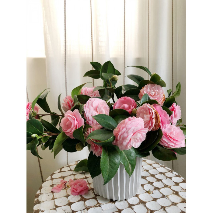 Камелия в Житакаре