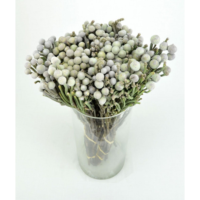 Бруния в Житакаре