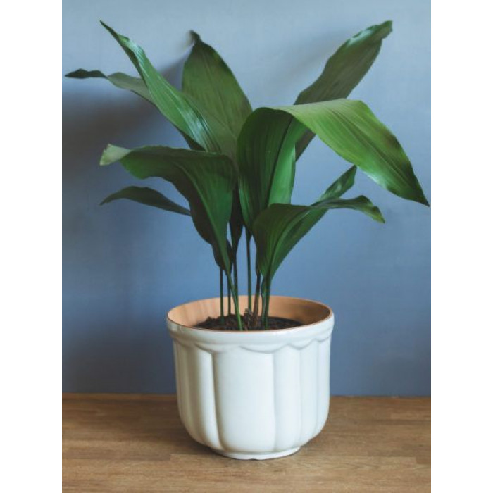 Аспидистра в Житакаре