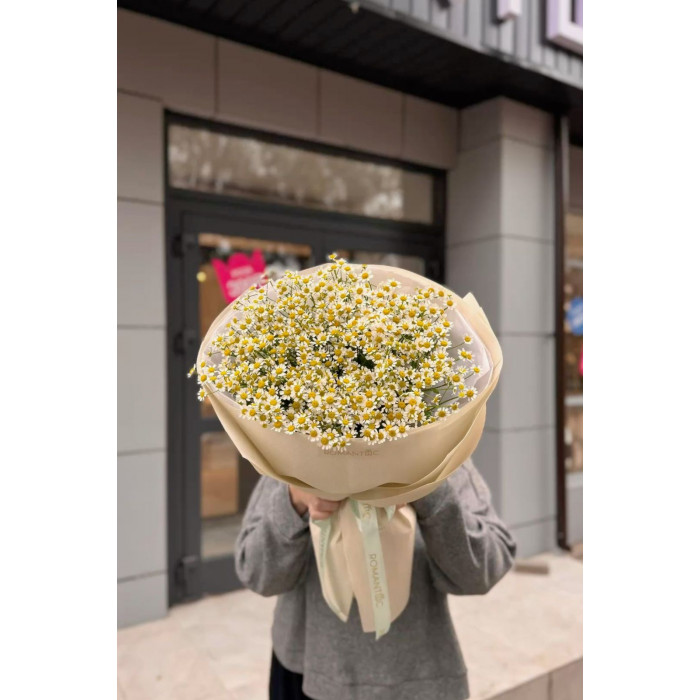 Танацетум в Житакаре