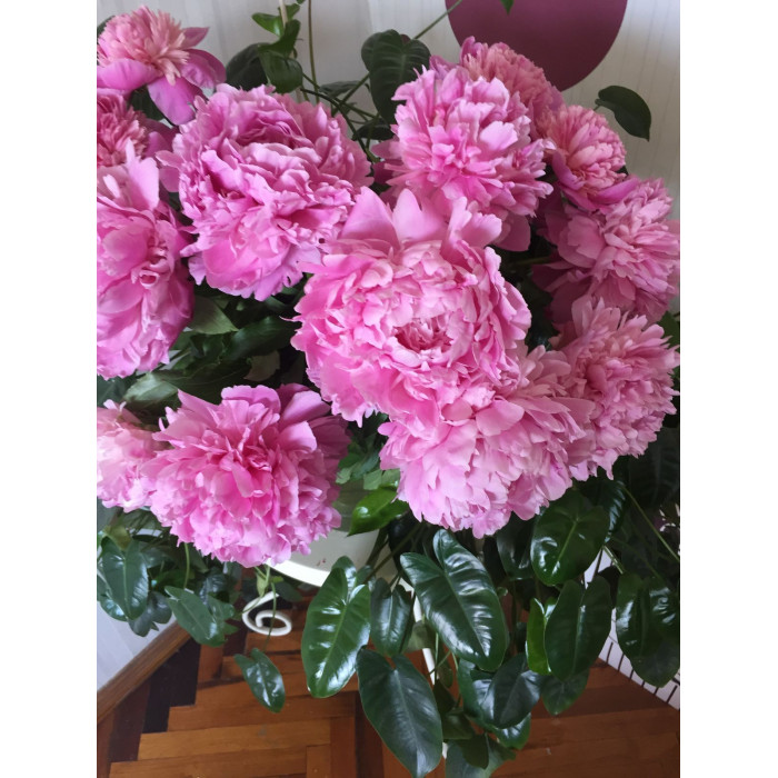 Пион древовидный в Житакаре