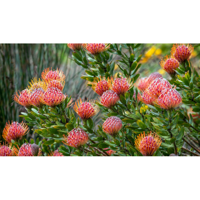 Леукоспермум в Житакаре