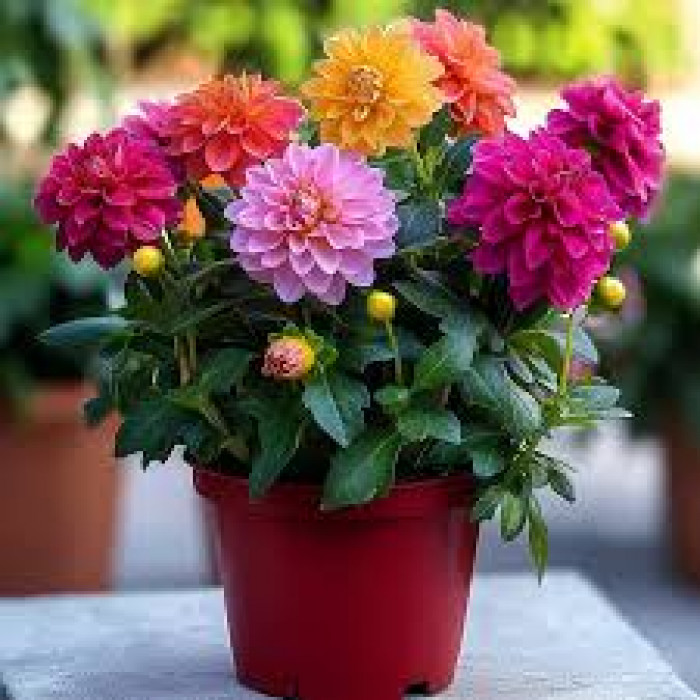 Георгины в Житакаре