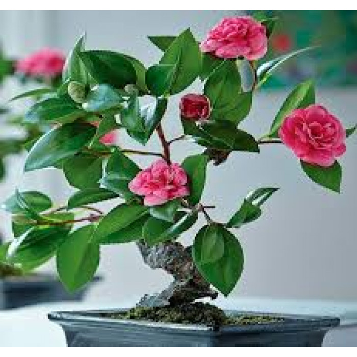 Камелия в Житакаре