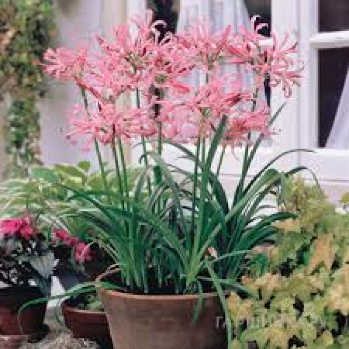 Нерине в Житакаре