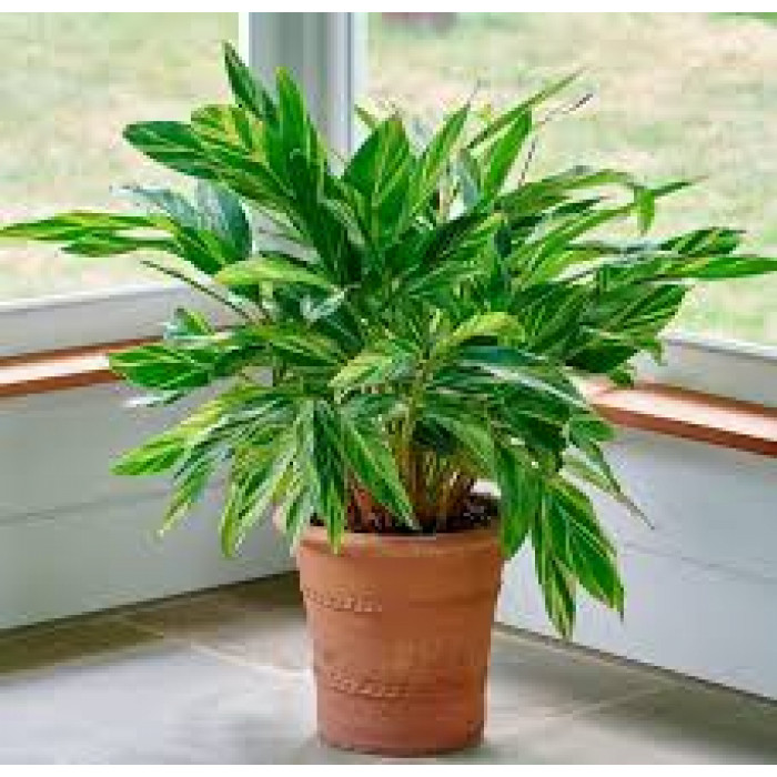 Альпиния в Житакаре