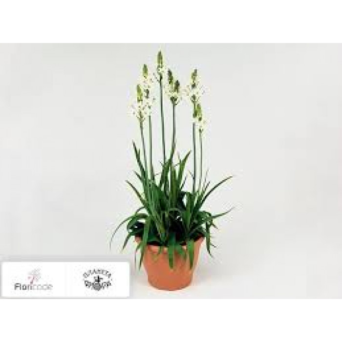 Орнитогалум в Житакаре