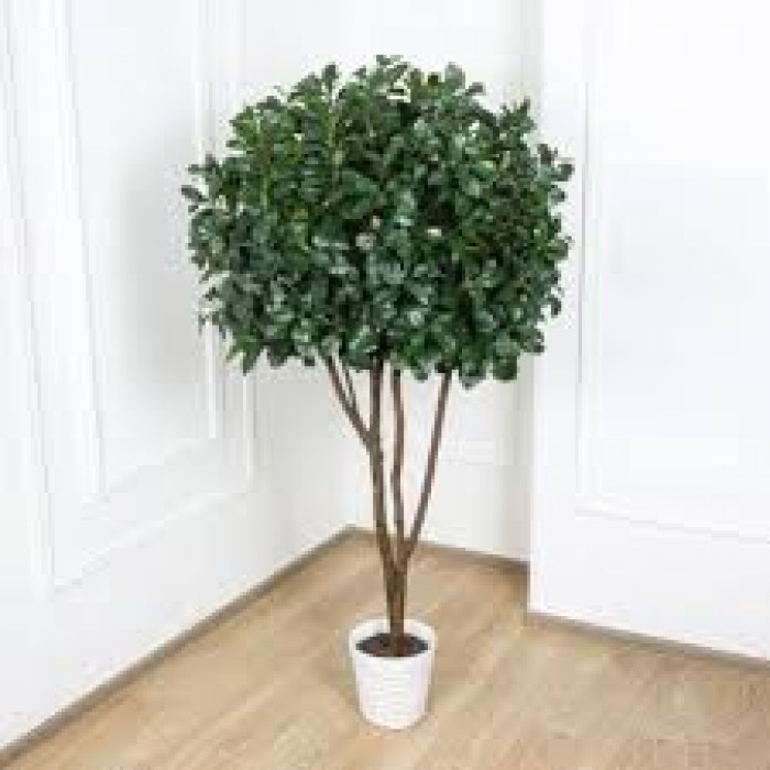 Рускус в Житакаре